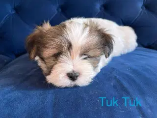 Lhasa apso klar nu 