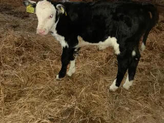 Angus/Hereford kvie kalv