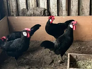 Høns