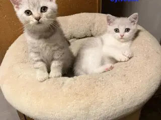 British Shorthair 