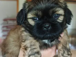Shih Tzu hvalpe
