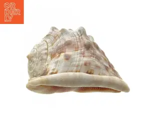Dekorativ konkylie (str. 14 cm)