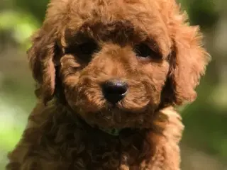 Cavapoo F1B