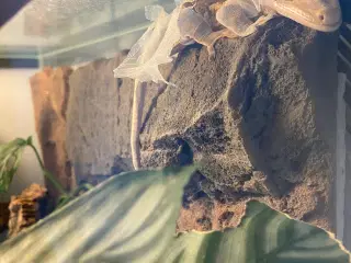 Kronegekko par