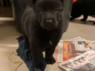 Schæfer hvalpe sorte DKK