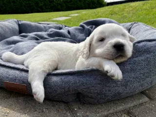 Golden retriever