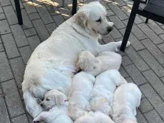 Golden Retriever hvalpe