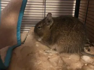 Degu han, 4 måneder søger nyt hjem