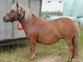 Ældre selskabs pony sælges, muligvis ifolet 