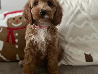 smukkeste Cockapoo