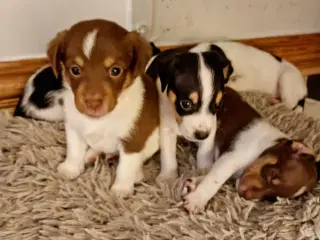 Dansk Svensk gårdhunde hvalpe sælges