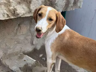 Skønne Riga søger sit 4ever hjem