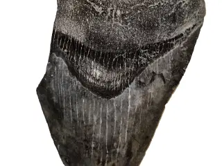 Megalodon tand 10 cm