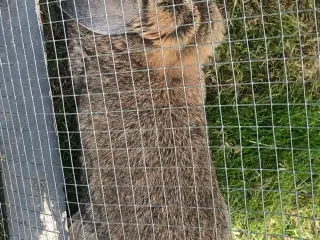 Kanin sælges