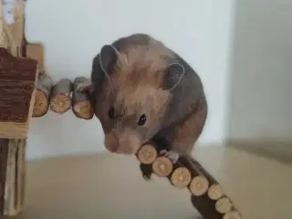 Guldhamster unger 
