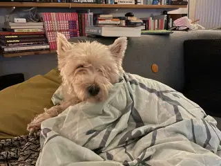 Selvforkælelse til dit kæle dyr, hund m.m