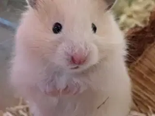 Guldhamster unger