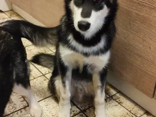 Alaskan Malamute 