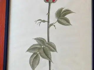 Billede litografi/tryk lizzi Mallow