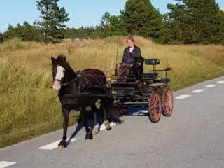 Maratonvogn til islænder/pony/cob 