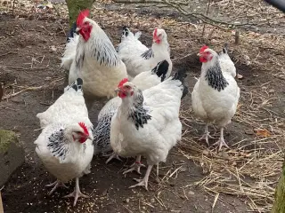 Lys sussex kyllinger.