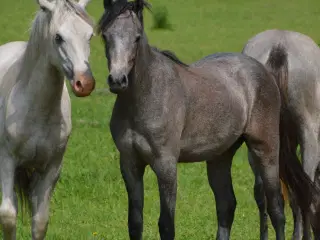 2 års welsh hingst 