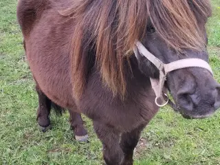 Selskabs pony (Hoppe)