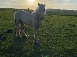 Irish Cob hingsteplag