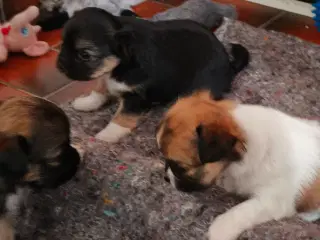 Langhårede Chihuahua hvalpe 