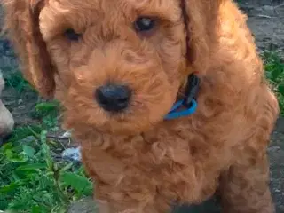 Labradoodle F1bb MINI 10 uger.