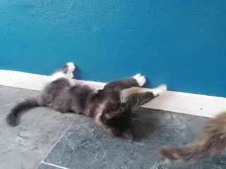 Main coon blending