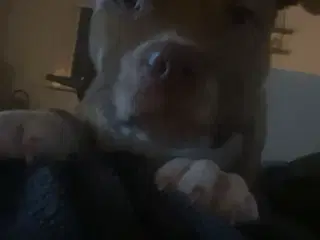 Buller bully