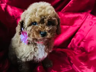 Cavapoo hvalpe