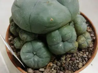 Peyote planter williamsii