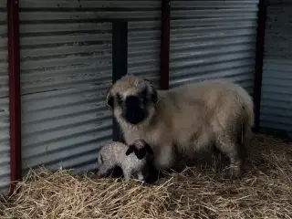 Valais Blacknose gimmerlam M3 status