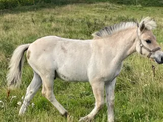 Fjordhest