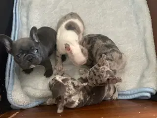 Fransk Bulldog hvalpe