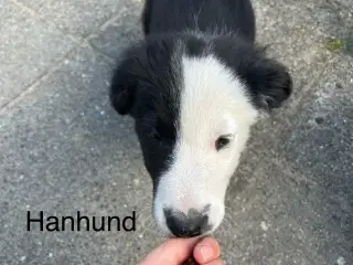 Dejlige Border Collie hvalpe søger nyt hjem