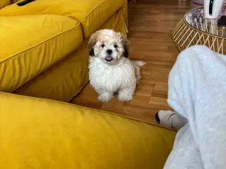 Shih tzu  søger nyt hjem 