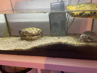 Sumpskildpadde med akvarie, pumpe, lys indhold 