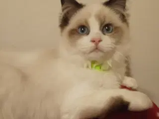 Kønne og racetypiske