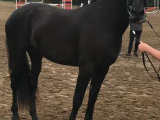 1 års Oldenborg vallak 