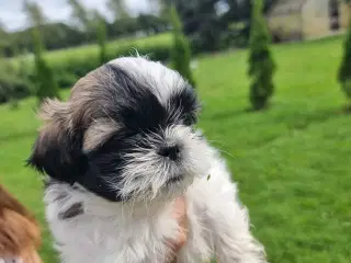 Shih Tzu-hvalpe 