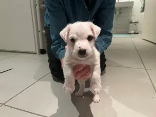 Jack Russell Terrier sælges