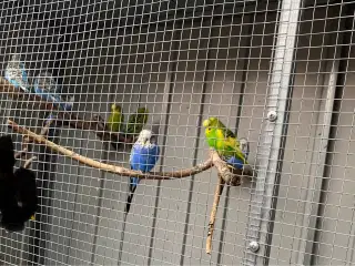 Undulater blandet flok