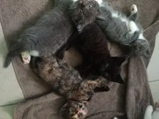 Søde killinger søger nyt hjem