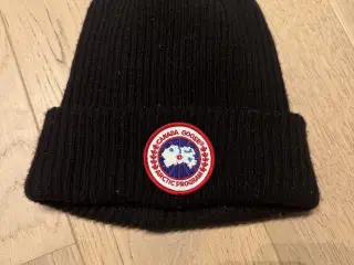 Canada goose Hue