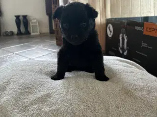 Små blandings hundehvalpe 