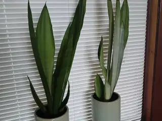 Svigermors skarpe tunge / bajonetplante