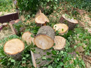 Brænde til afhentning 